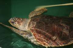 Killikus&reg; Fotographie